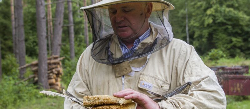 Kompozycja oraz sposób otrzymywania kompozycji do zastosowania w leczeniu zgnilca złośliwego pszczół